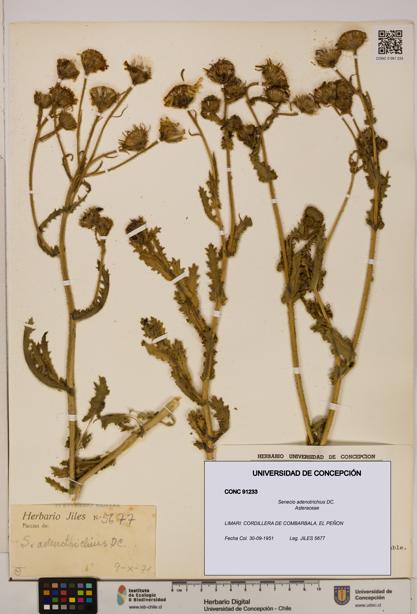 Senecio adenotrichius [Espécimen: UDEC:CONC:0091233]