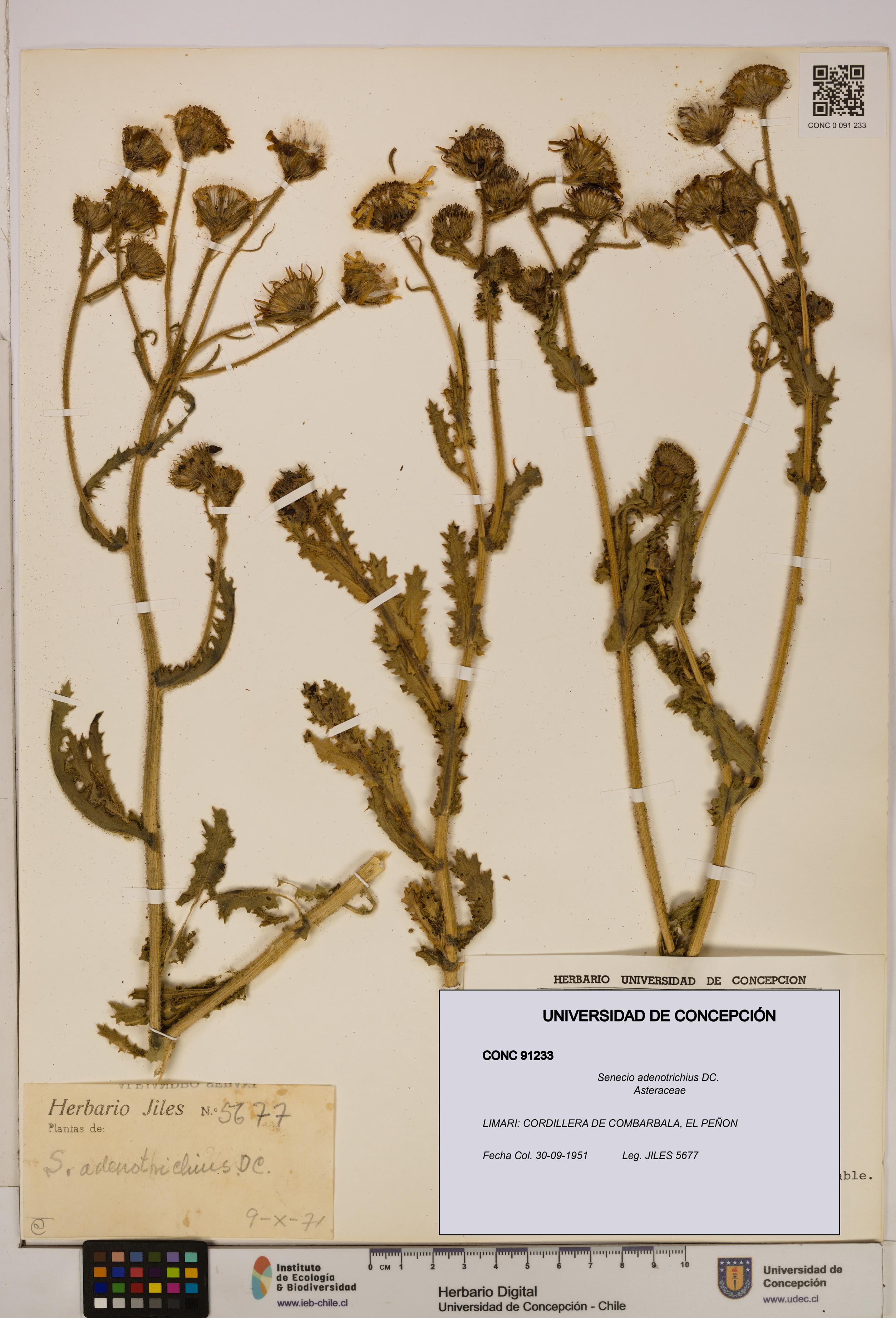 Senecio adenotrichius [Espécimen: UDEC:CONC:0091233]