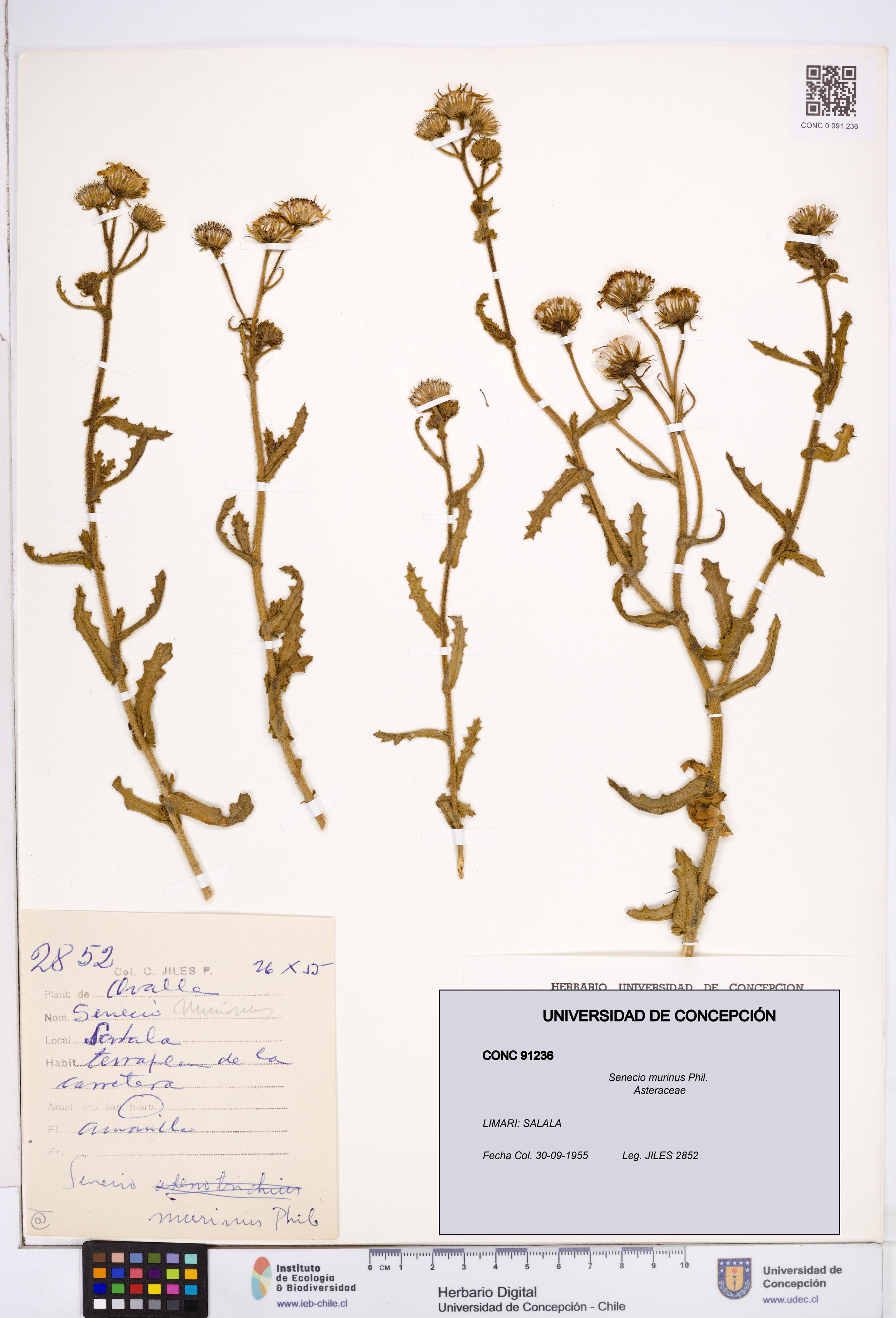 Senecio murinus [Espécimen: ]