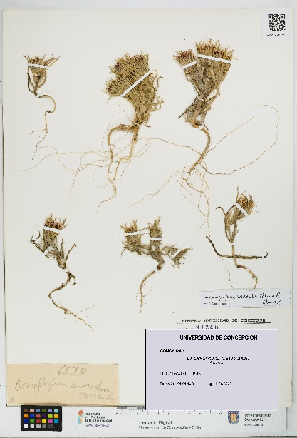 Doniophyton weddellii [Espécimen: UDEC:CONC:0091240]