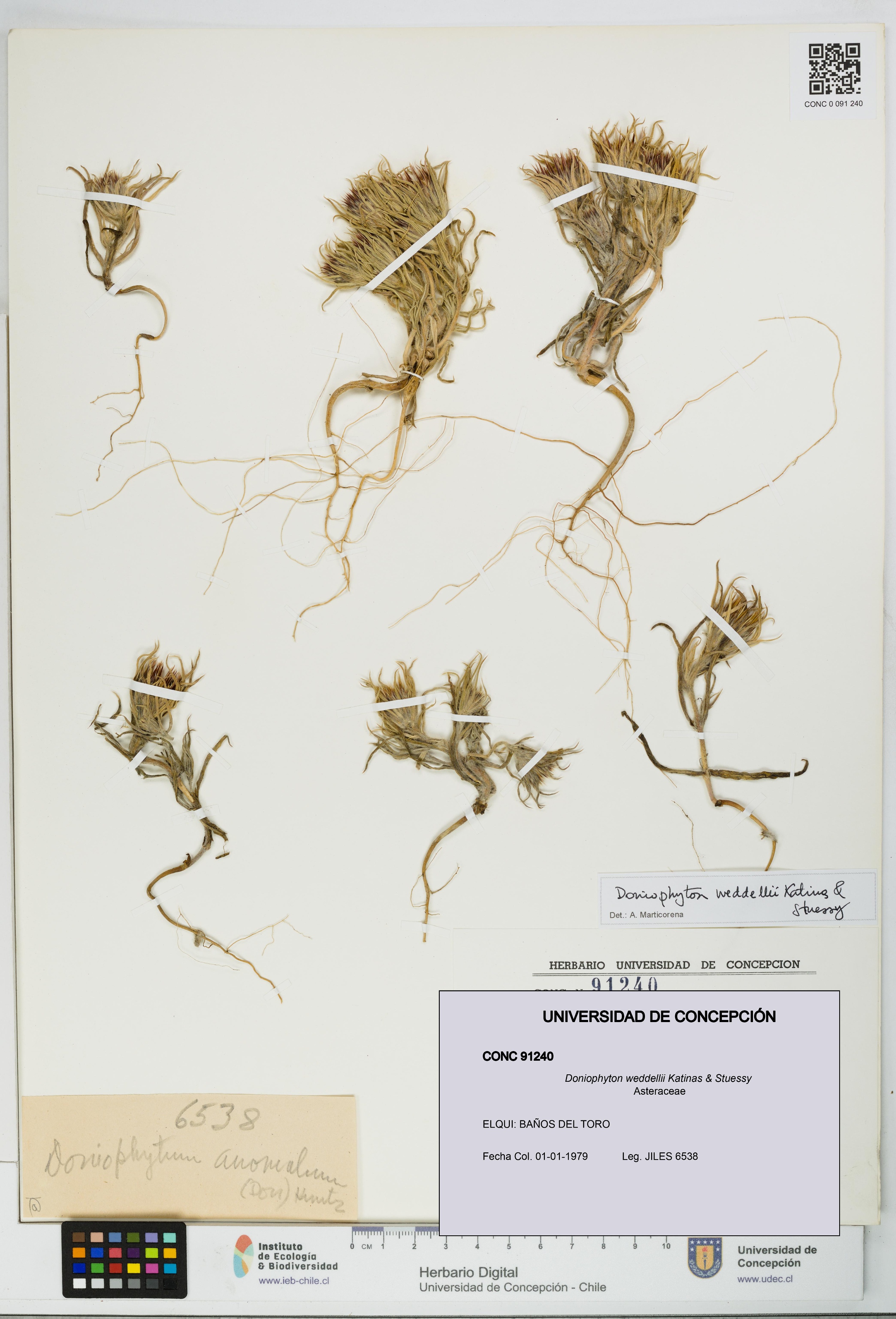 Doniophyton weddellii [Espécimen: UDEC:CONC:0091240]