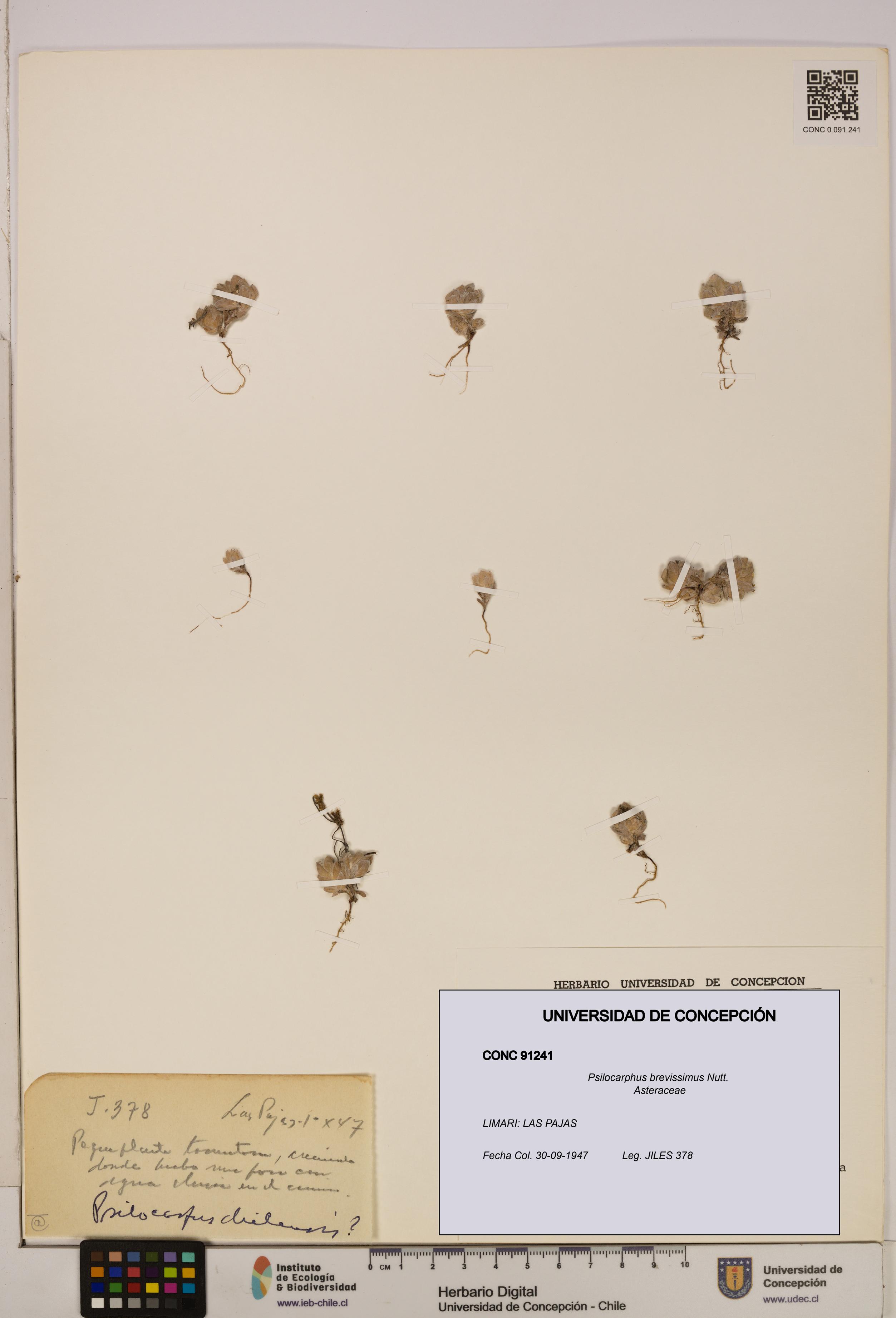 Psilocarphus brevissimus [Espécimen: ]