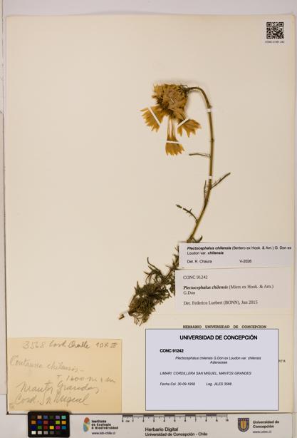 Plectocephalus chilensis [Espécimen: ]