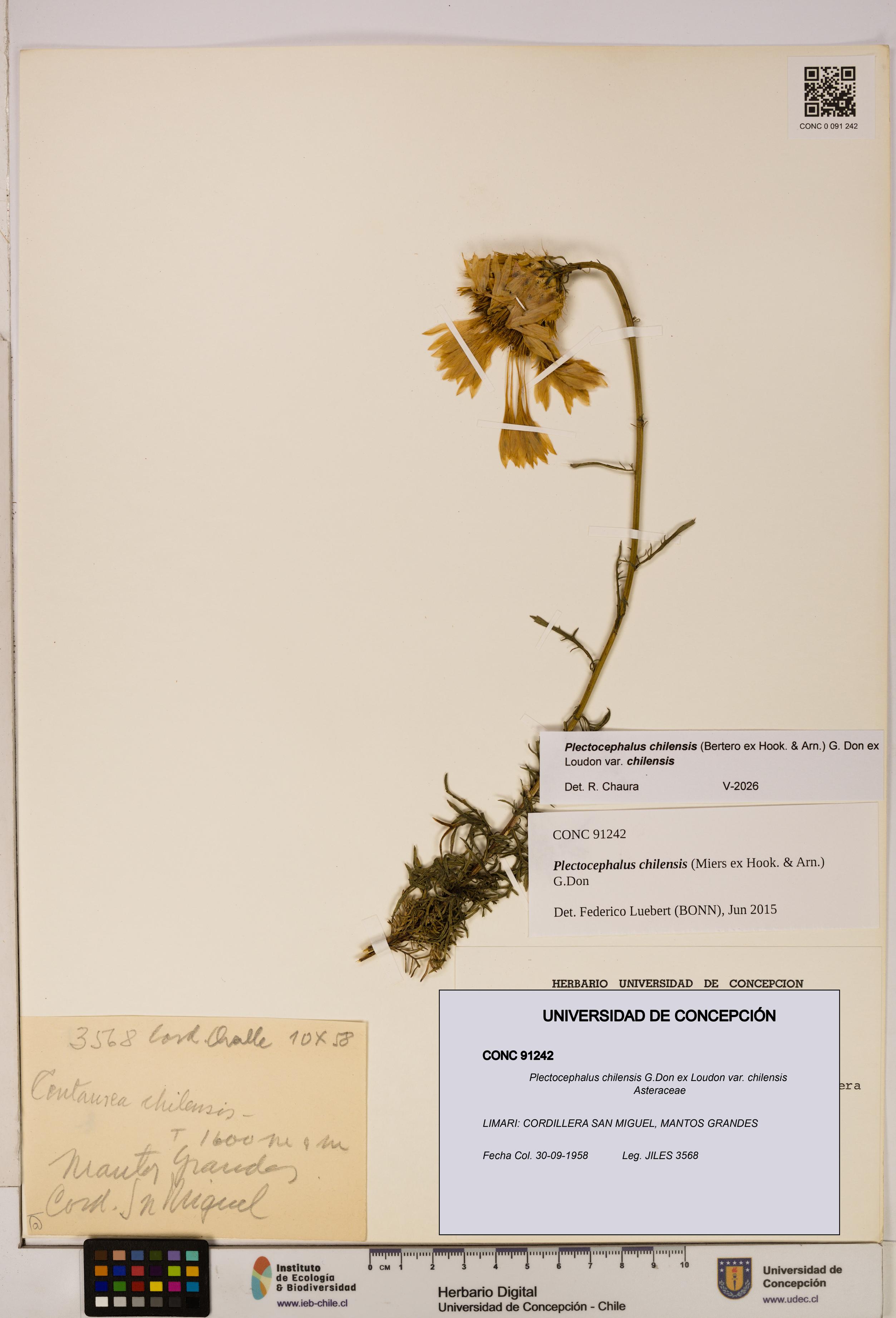 Plectocephalus chilensis [Espécimen: ]