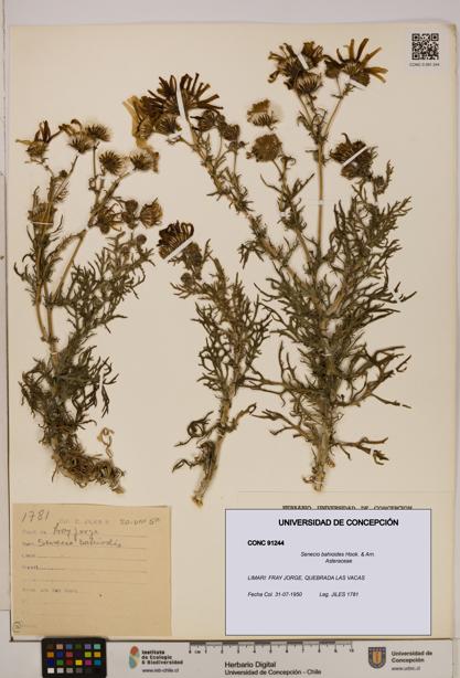 Senecio bahioides [Espécimen: UDEC:CONC:0091244]