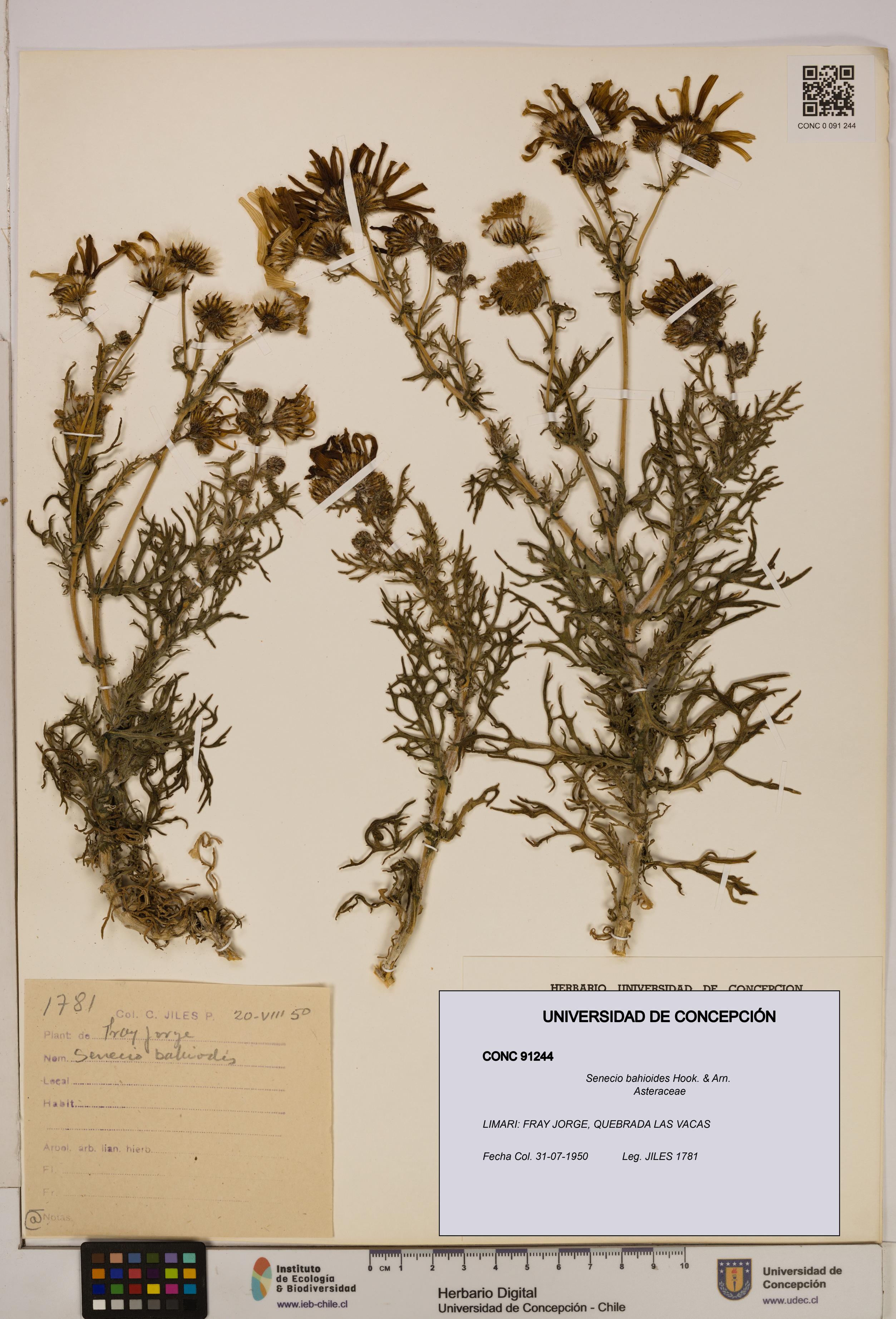 Senecio bahioides [Espécimen: UDEC:CONC:0091244]
