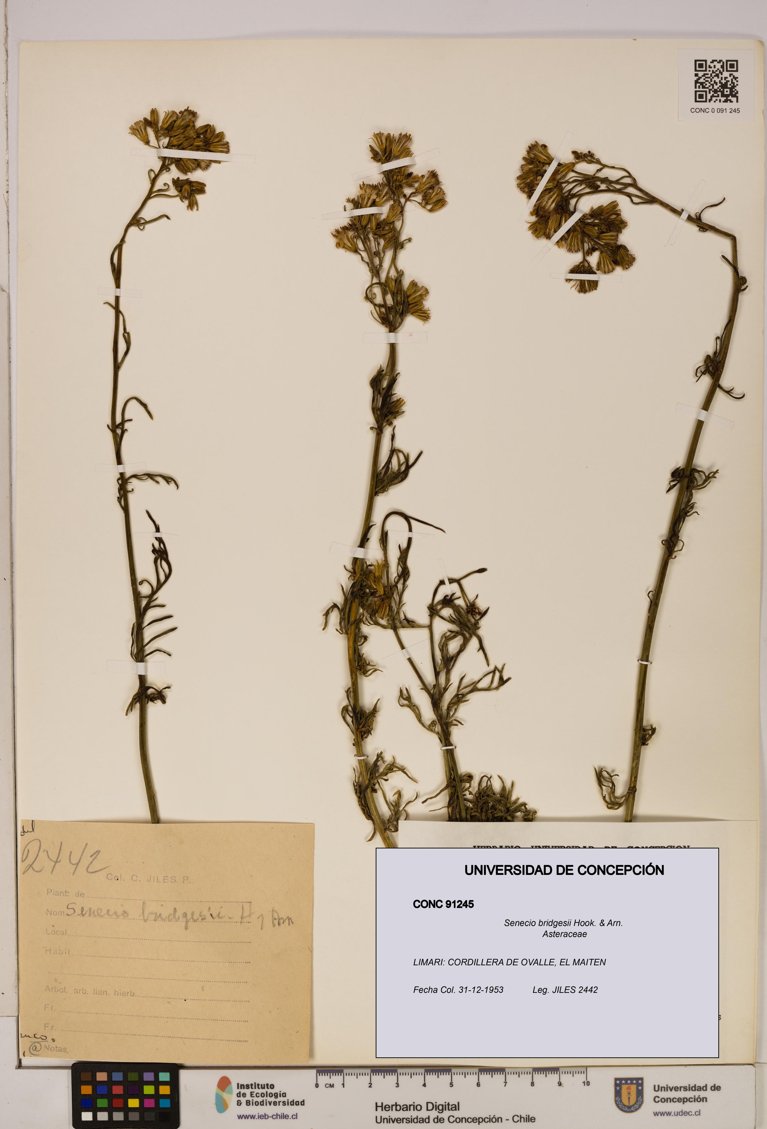 Senecio bridgesii [Espécimen: UDEC:CONC:0091245]