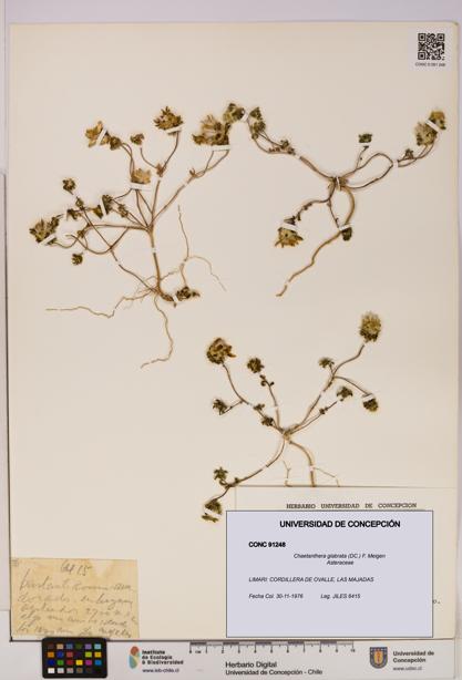 Chaetanthera glabrata [Espécimen: UDEC:CONC:0091248]