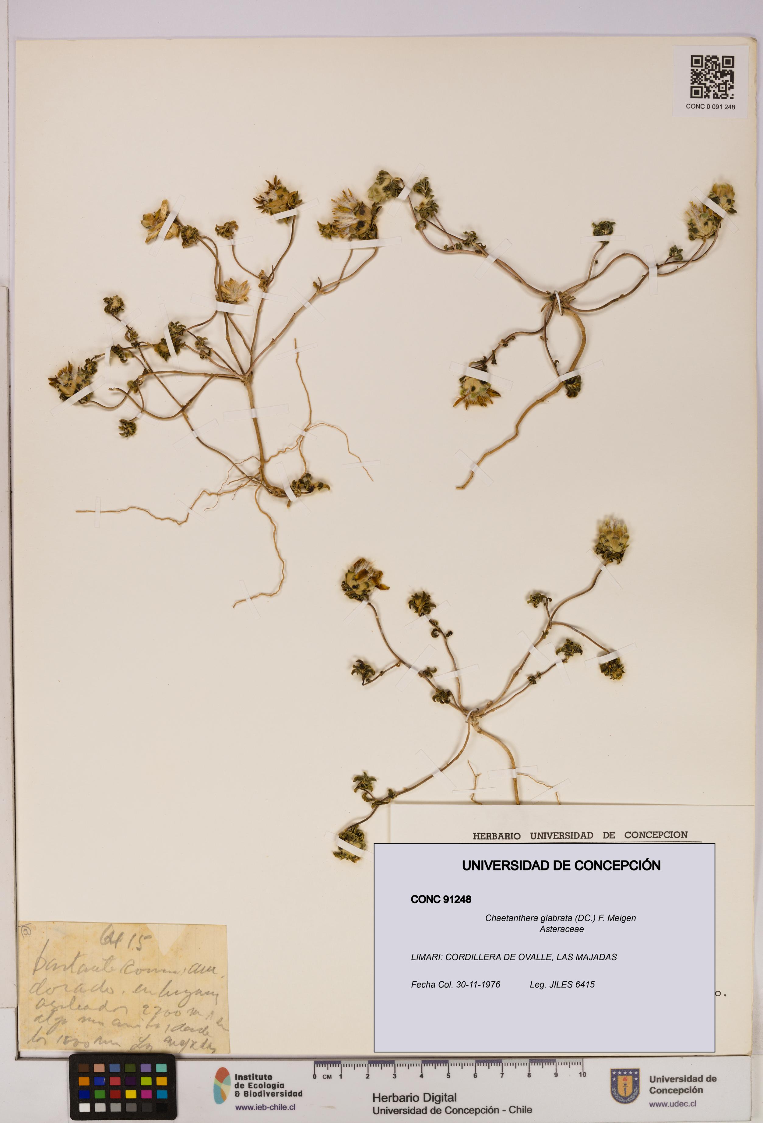 Chaetanthera glabrata [Espécimen: UDEC:CONC:0091248]