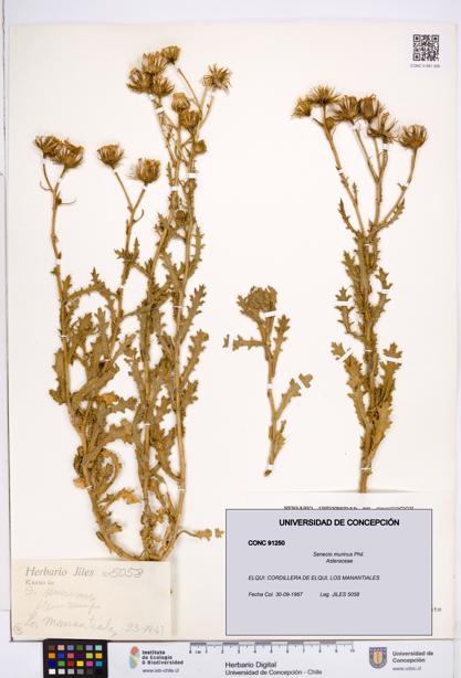 Senecio murinus [Espécimen: ]
