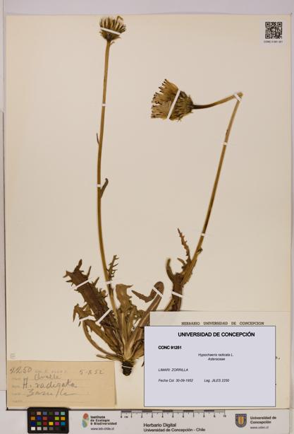 Hypochaeris radicata [Espécimen: UDEC:CONC:0091251]
