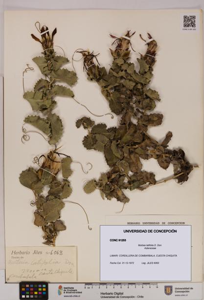 Mutisia latifolia [Espécimen: UDEC:CONC:0091253]