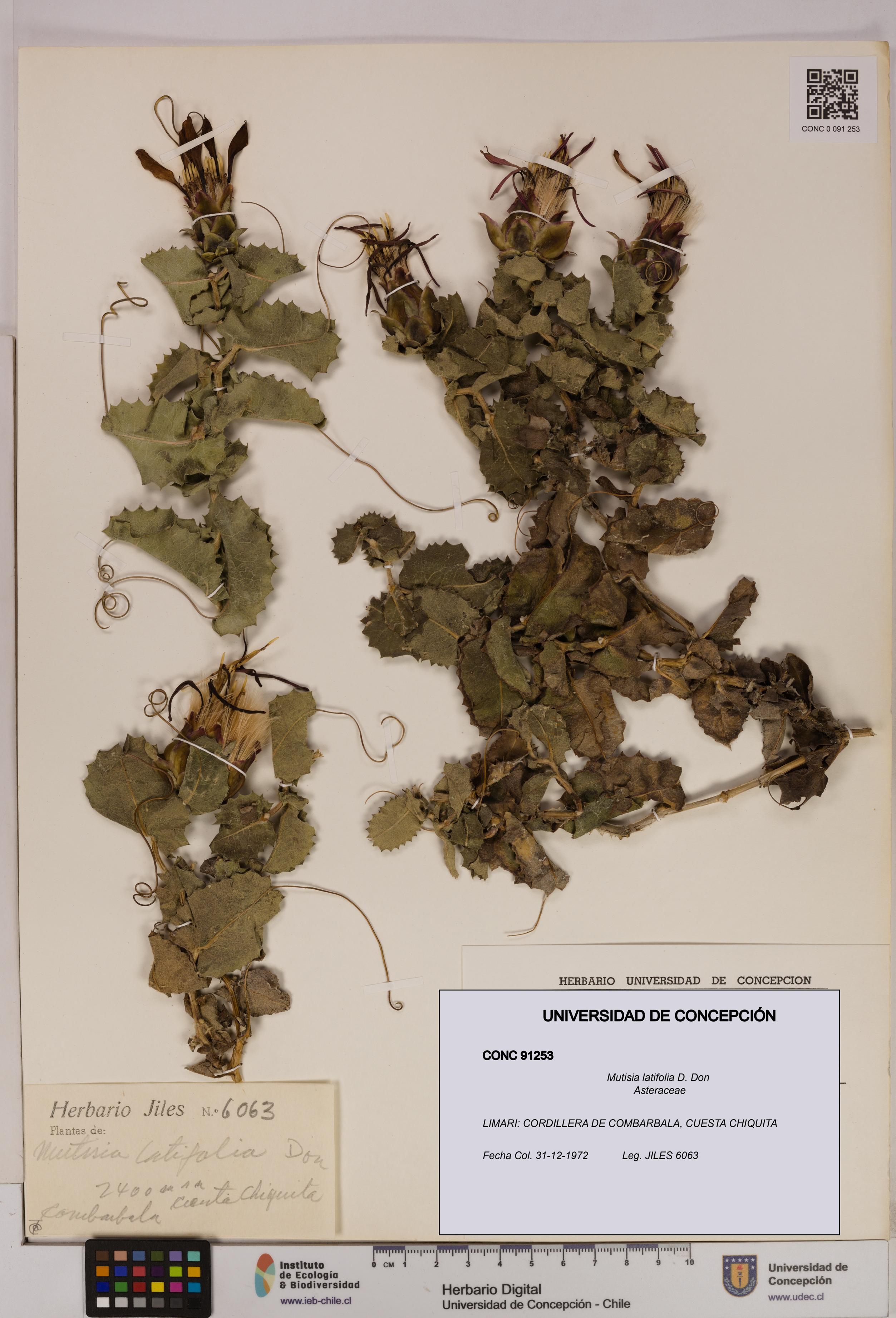 Mutisia latifolia [Espécimen: UDEC:CONC:0091253]