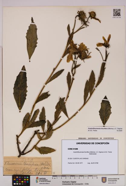Austroflourensia thurifera [Espécimen: UDEC:CONC:0091256]