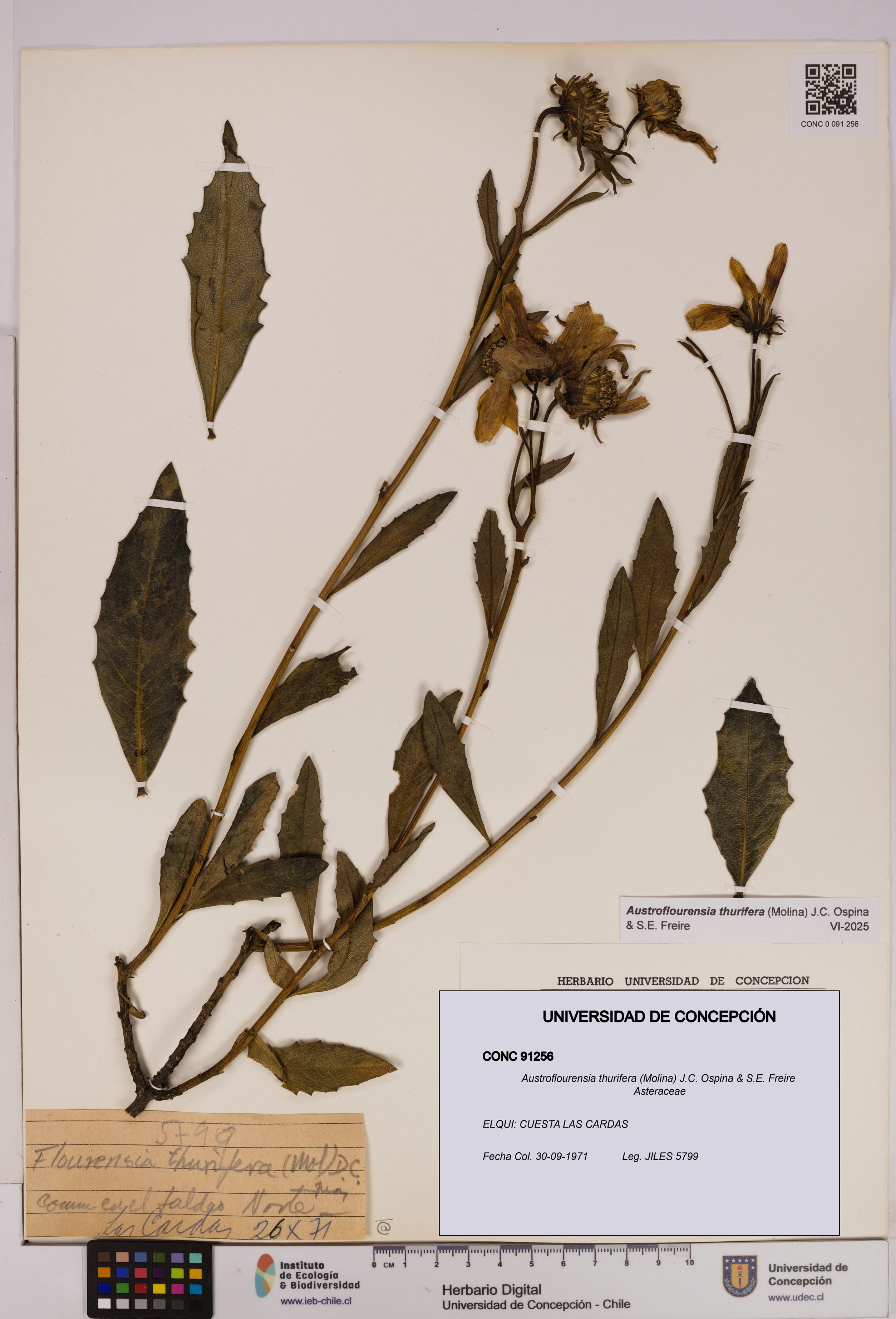 Austroflourensia thurifera [Espécimen: UDEC:CONC:0091256]
