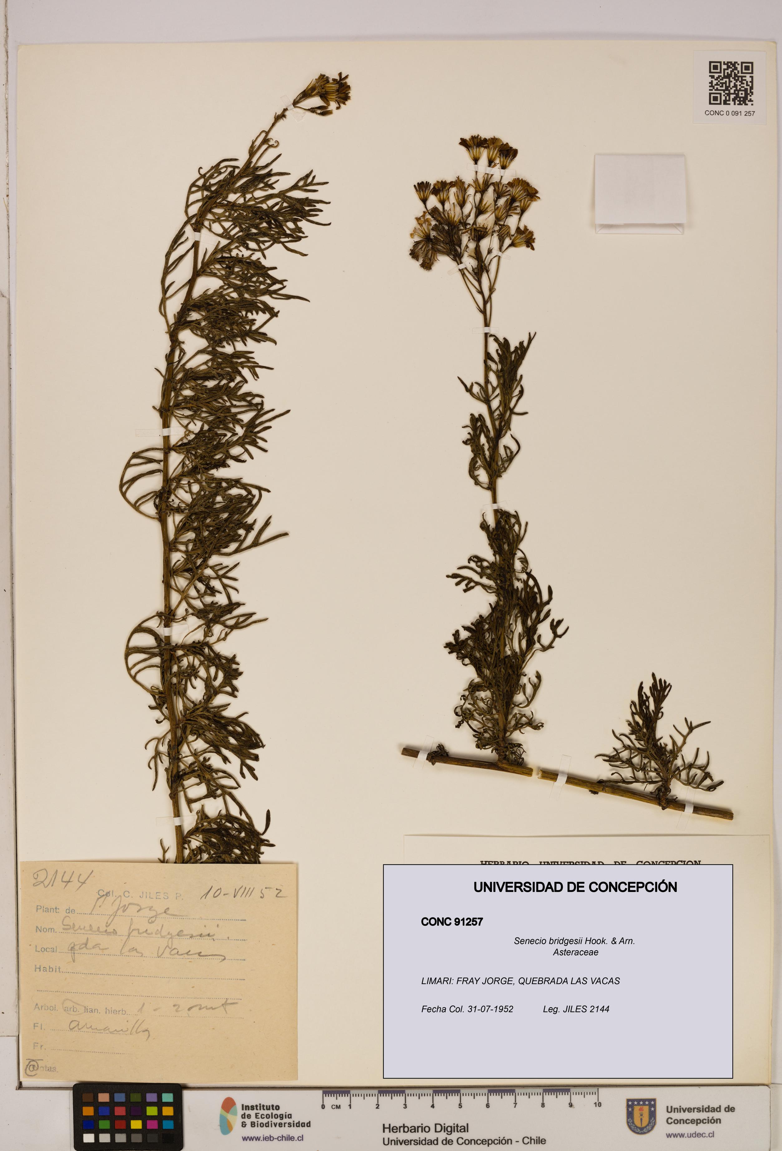 Senecio bridgesii [Espécimen: UDEC:CONC:0091257]