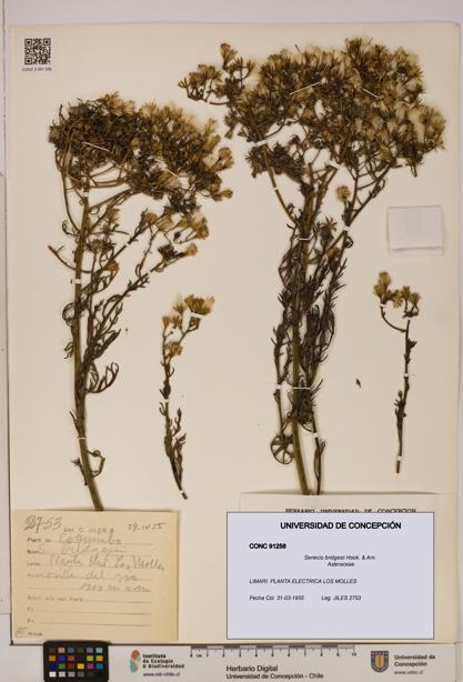 Senecio bridgesii [Espécimen: UDEC:CONC:0091258]