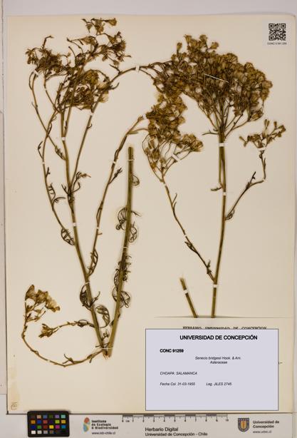 Senecio bridgesii [Espécimen: UDEC:CONC:0091259]