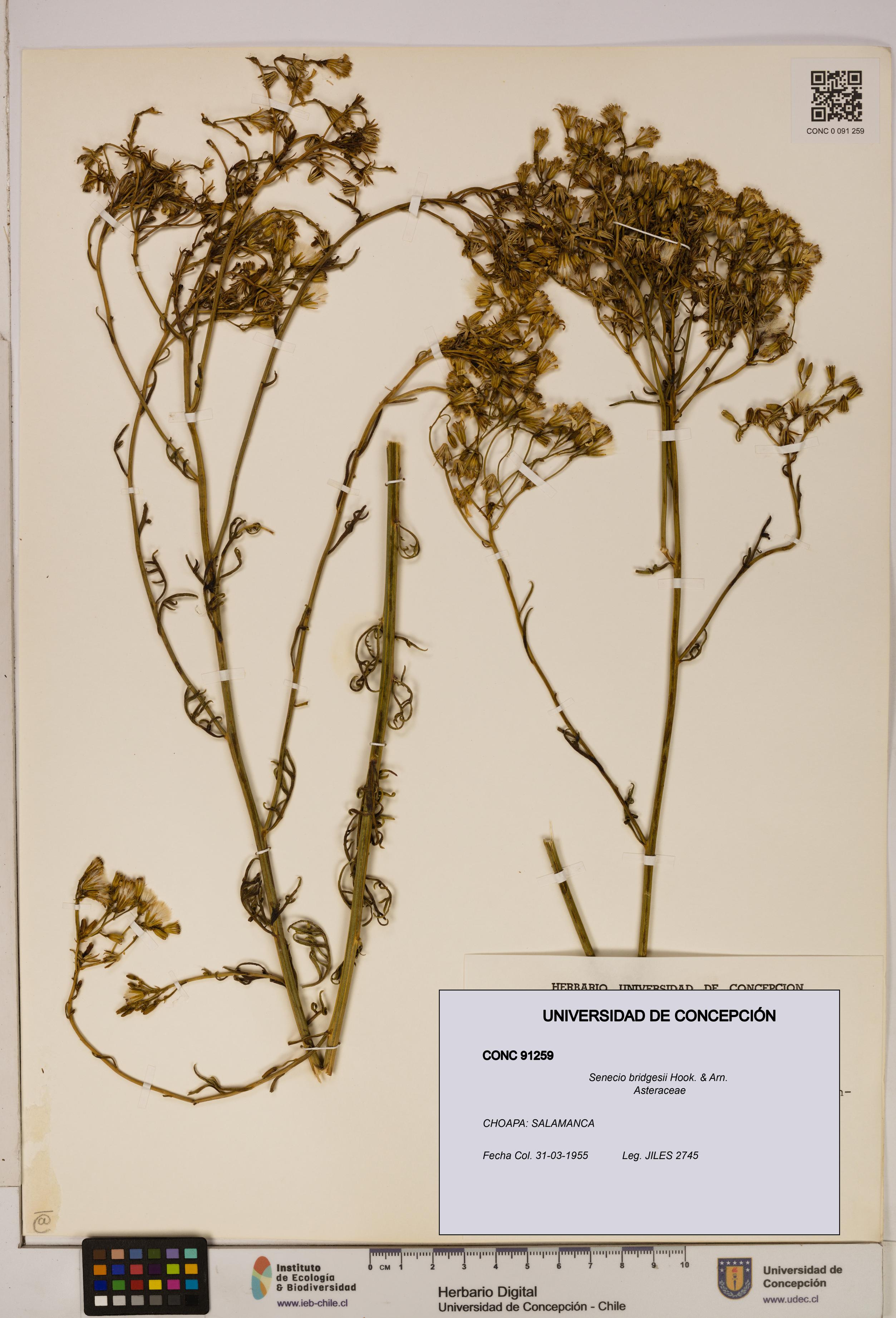 Senecio bridgesii [Espécimen: UDEC:CONC:0091259]
