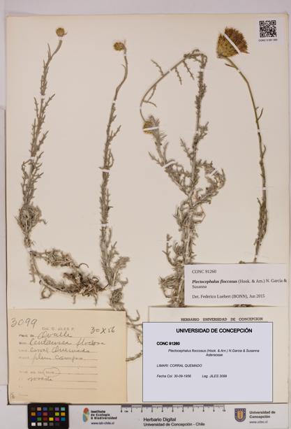 Plectocephalus floccosus [Espécimen: UDEC:CONC:0091260]
