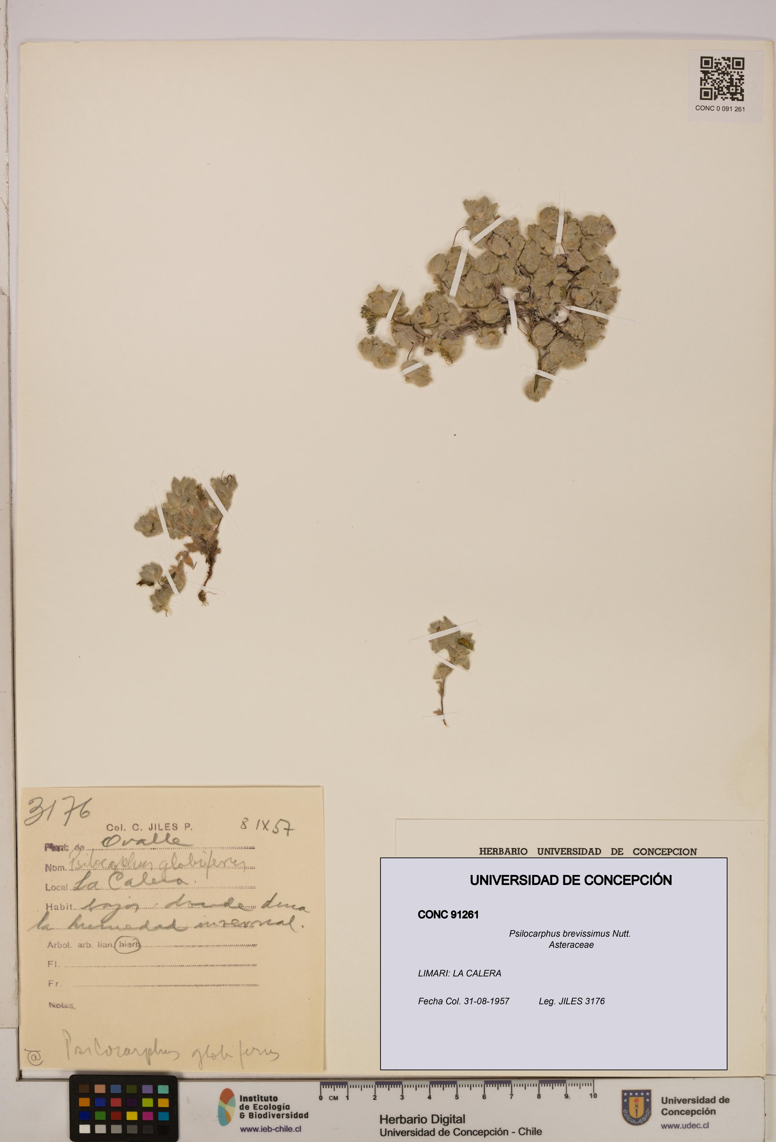 Psilocarphus brevissimus [Espécimen: ]