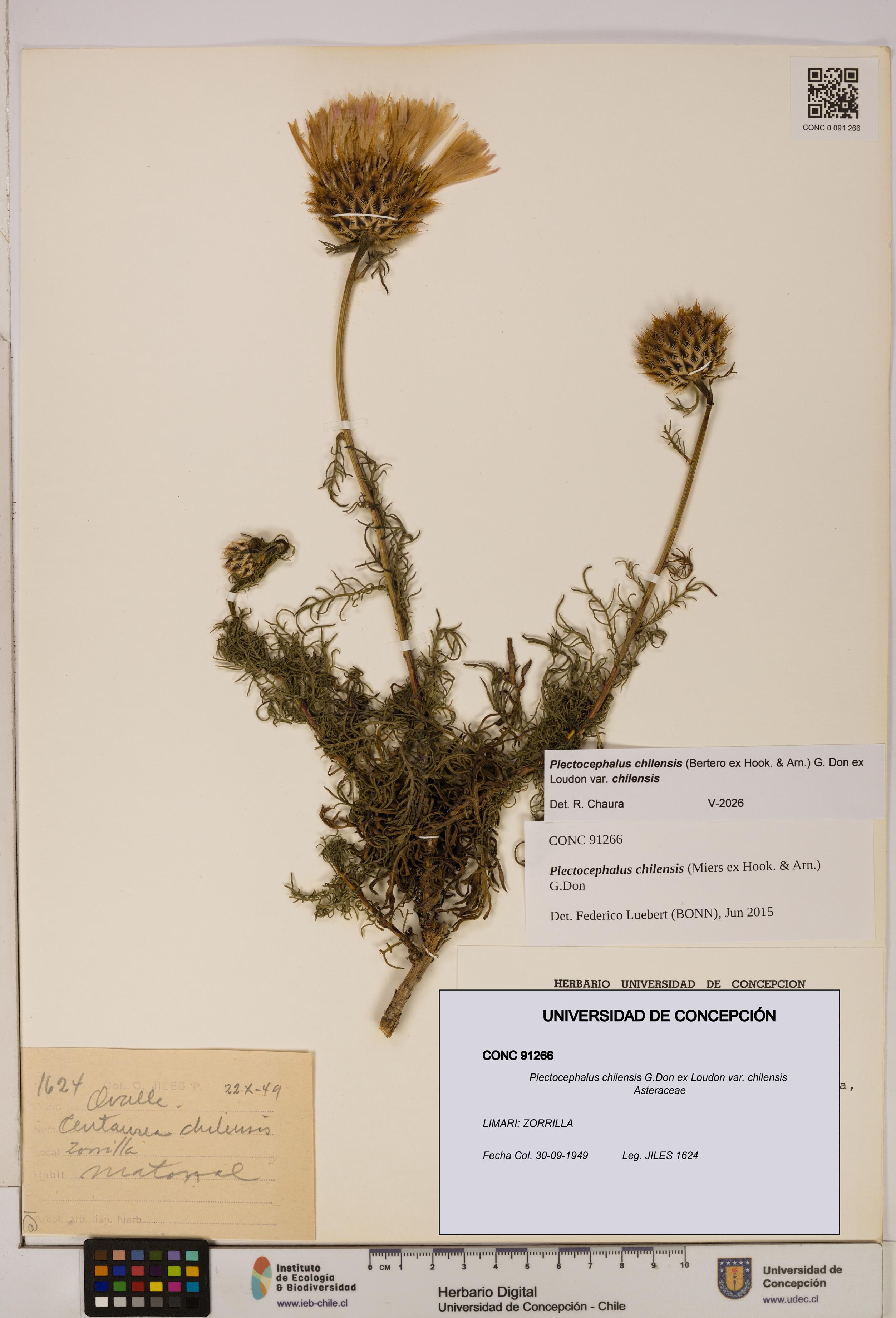 Plectocephalus chilensis [Espécimen: ]