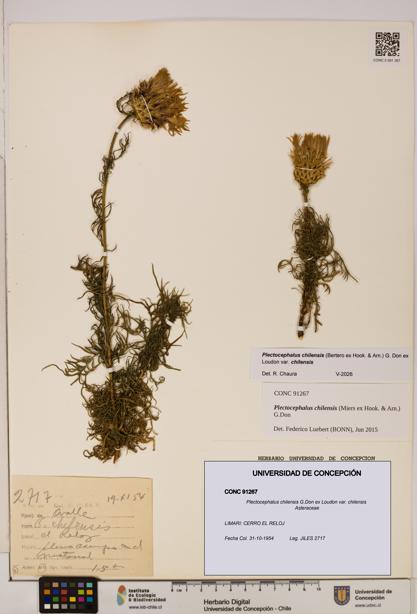 Plectocephalus chilensis [Espécimen: ]