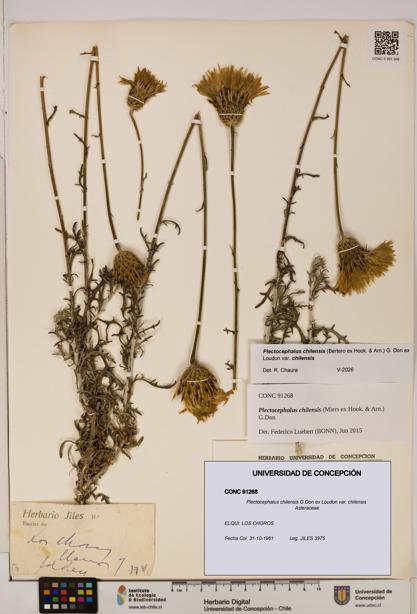 Plectocephalus chilensis [Espécimen: ]