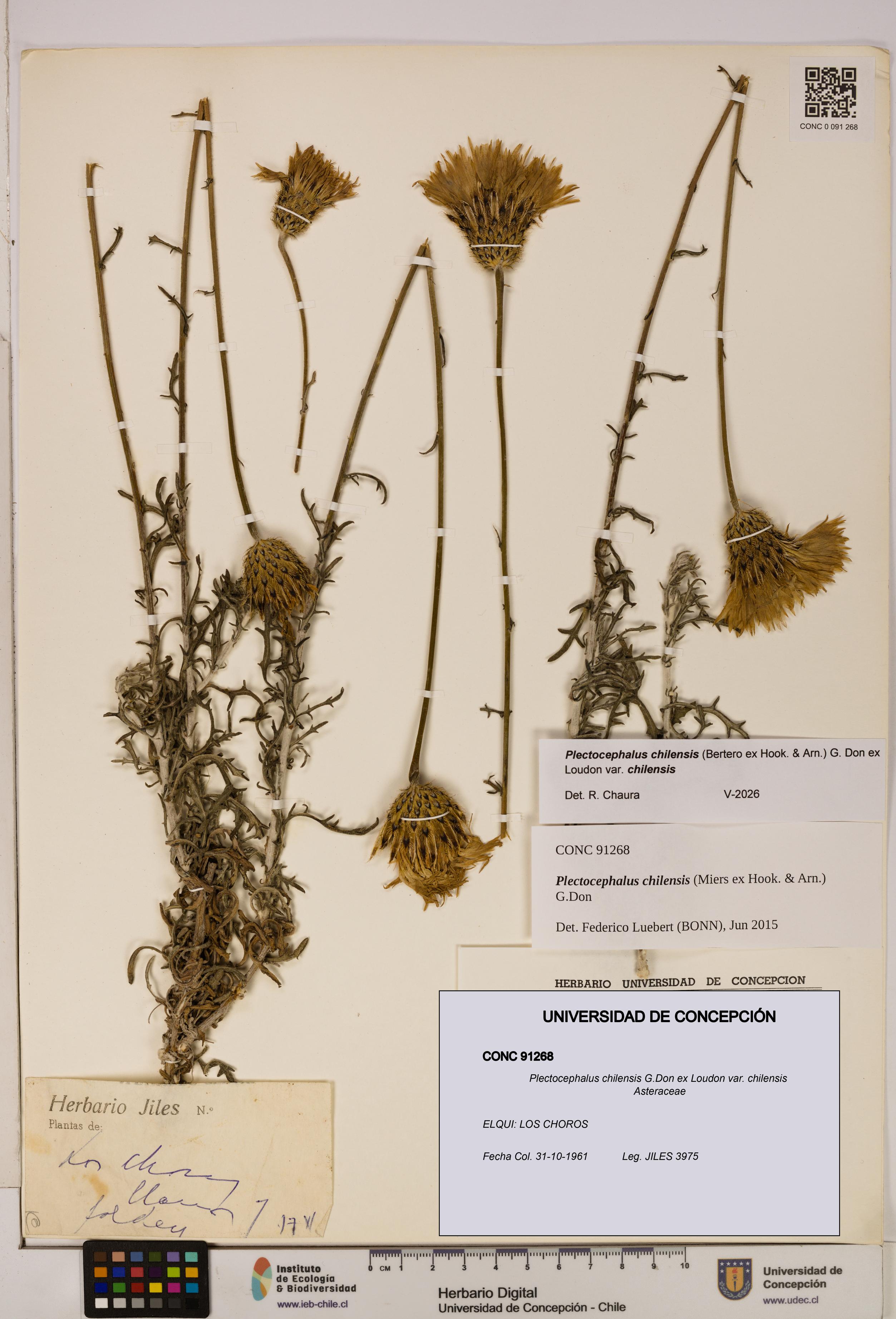 Plectocephalus chilensis [Espécimen: ]