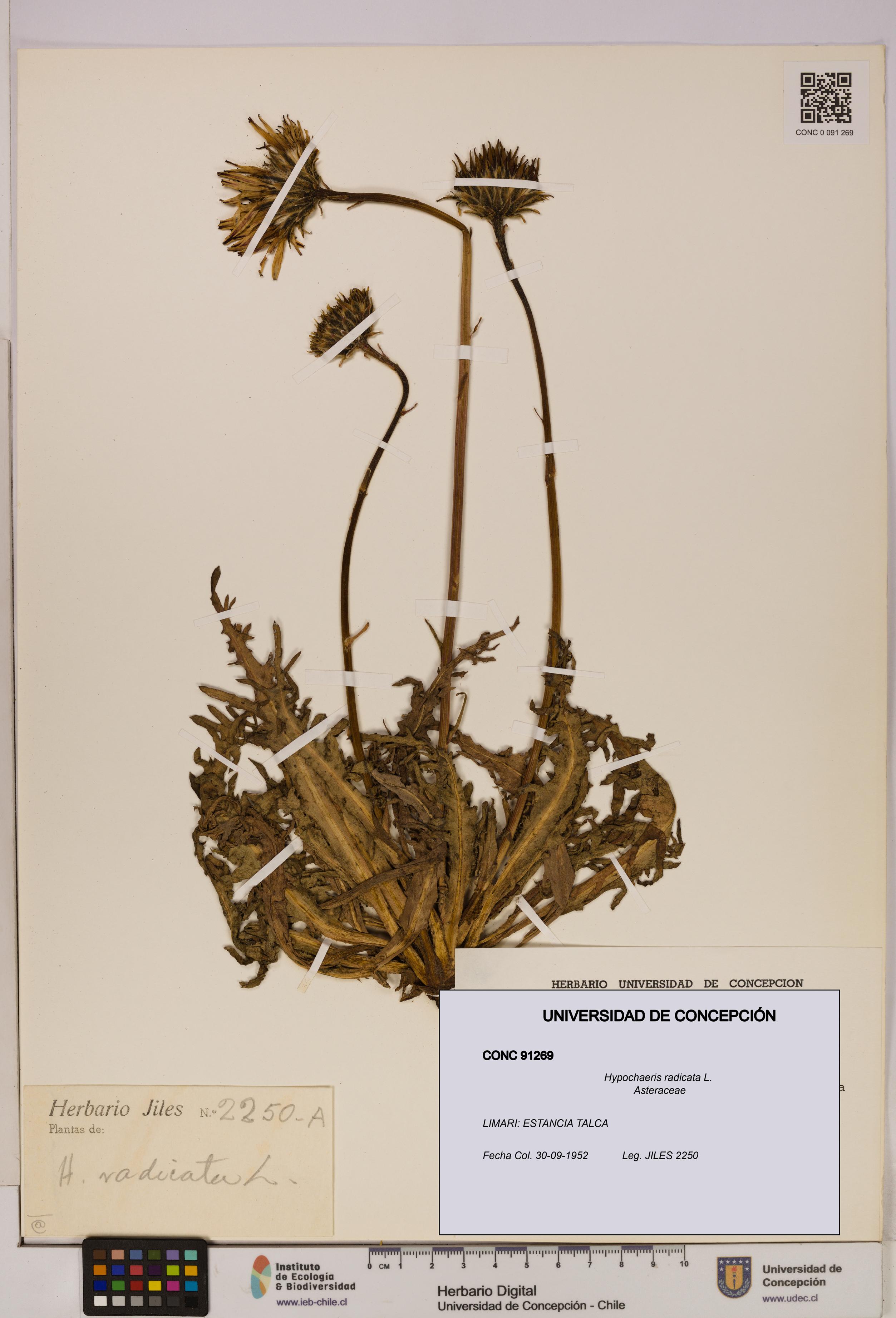 Hypochaeris radicata [Espécimen: UDEC:CONC:0091269]
