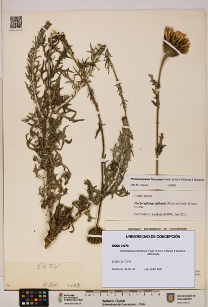 Plectocephalus floccosus [Espécimen: ]