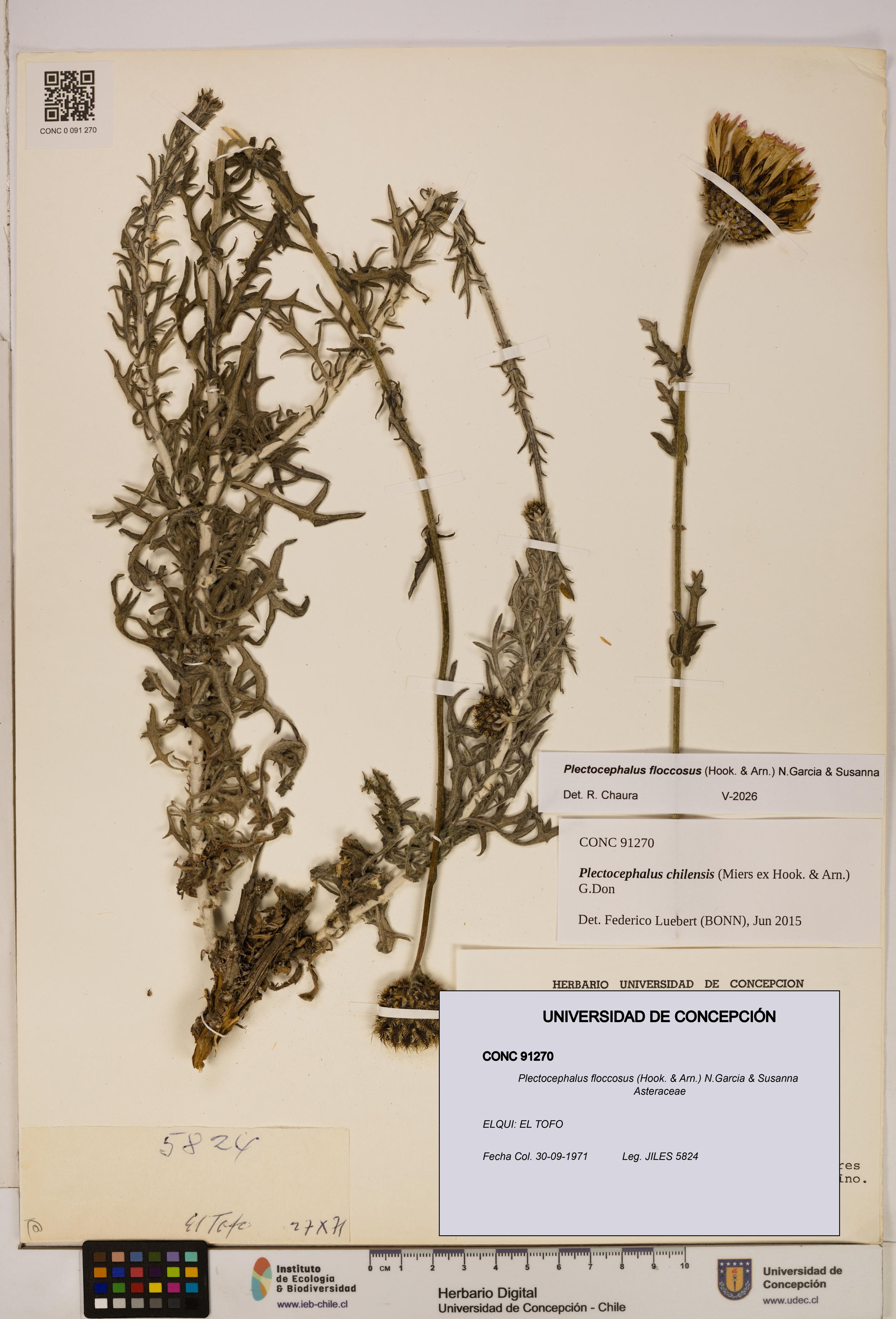 Plectocephalus floccosus [Espécimen: ]