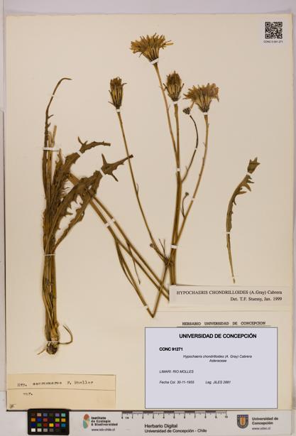 Hypochaeris chondrilloides [Espécimen: UDEC:CONC:0091271]