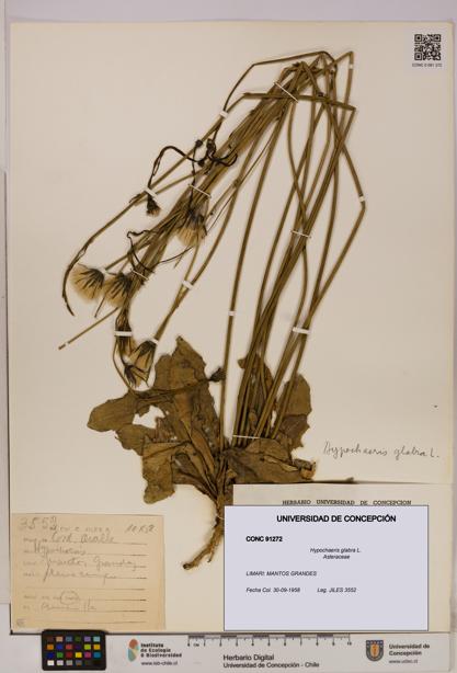 Hypochaeris glabra [Espécimen: UDEC:CONC:0091272]