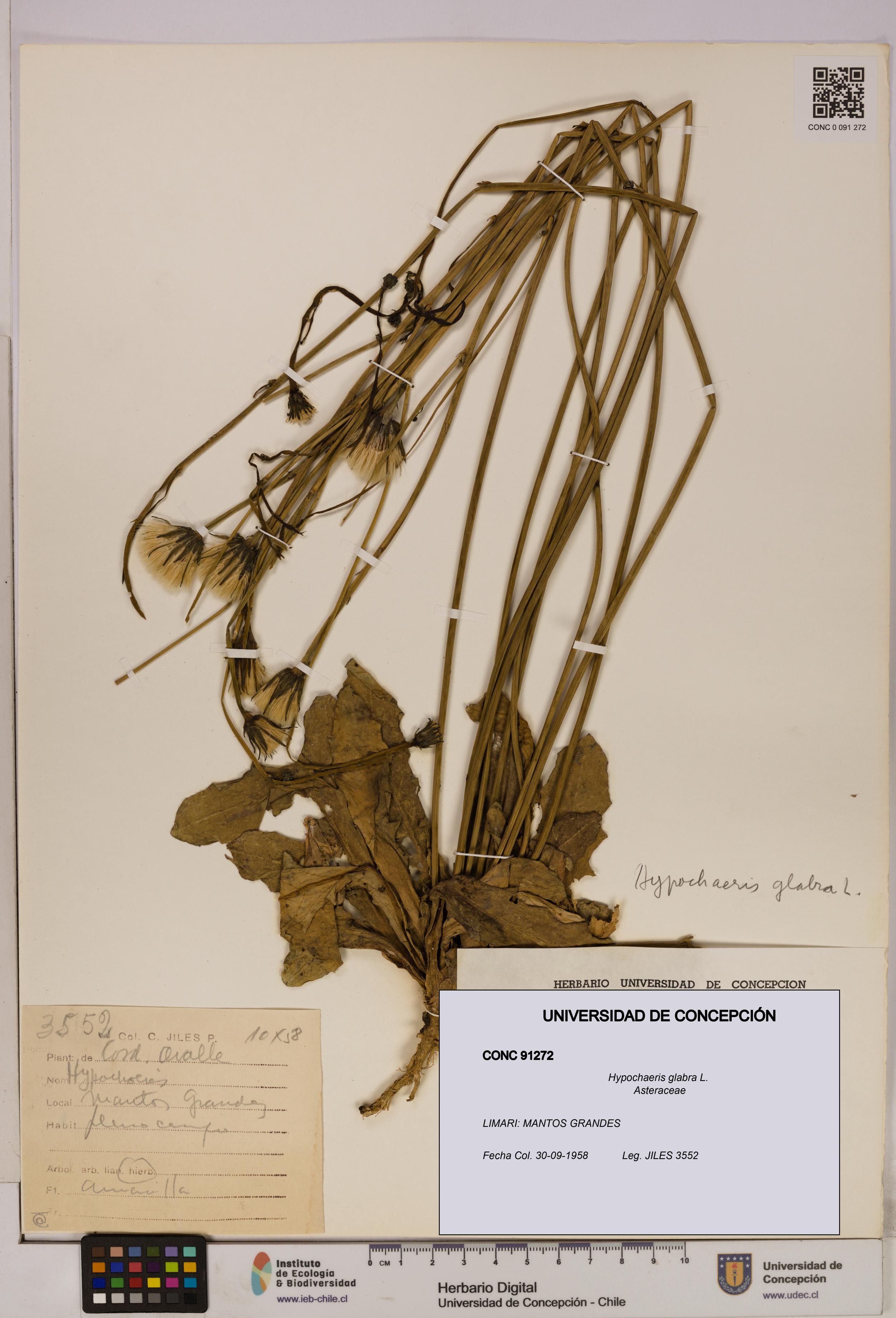 Hypochaeris glabra [Espécimen: UDEC:CONC:0091272]