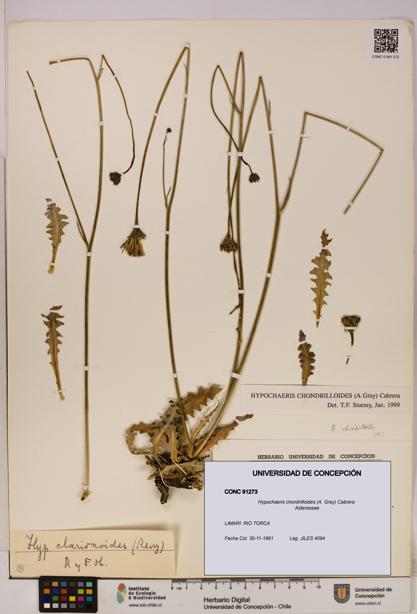 Hypochaeris chondrilloides [Espécimen: UDEC:CONC:0091273]