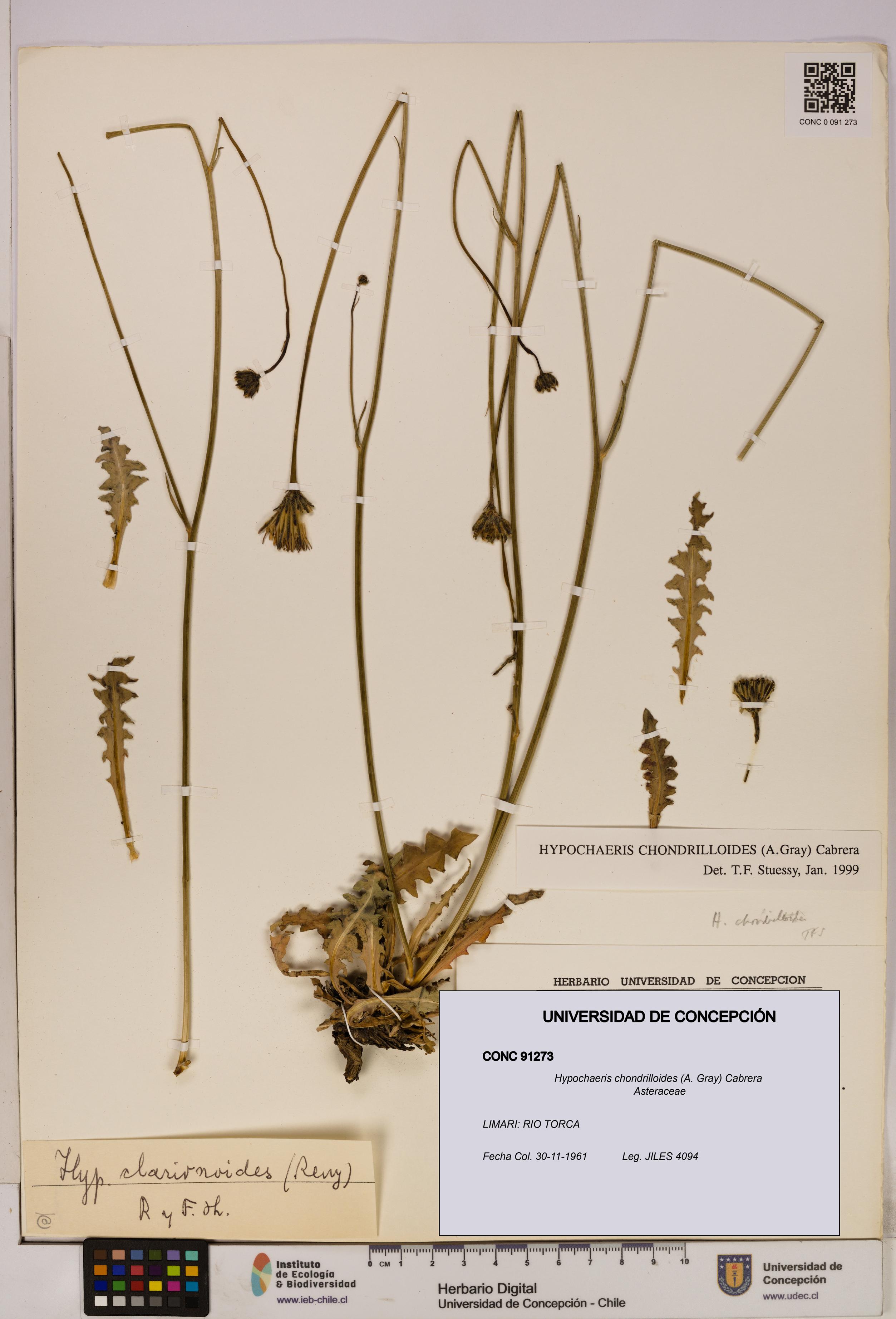 Hypochaeris chondrilloides [Espécimen: UDEC:CONC:0091273]