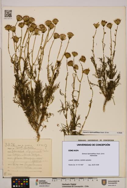 Senecio bipinnatifidus [Espécimen: UDEC:CONC:0091274]