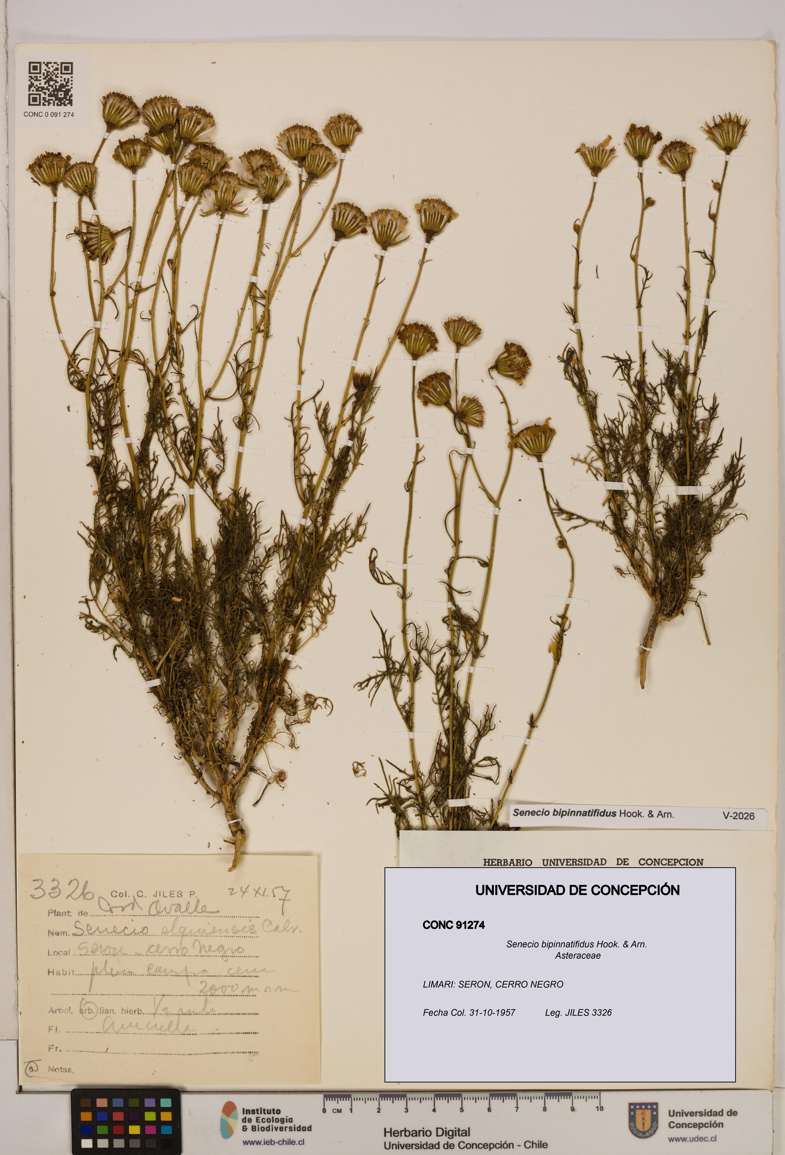 Senecio bipinnatifidus [Espécimen: UDEC:CONC:0091274]