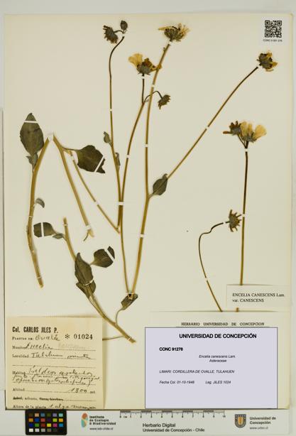 Encelia canescens [Espécimen: UDEC:CONC:0091276]