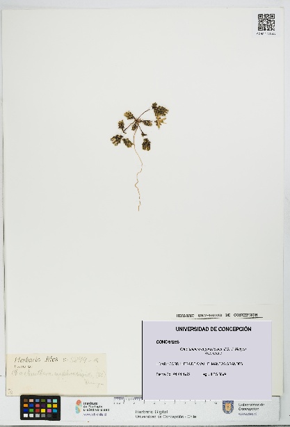 Chaetanthera euphrasioides [Espécimen: UDEC:CONC:0091285]