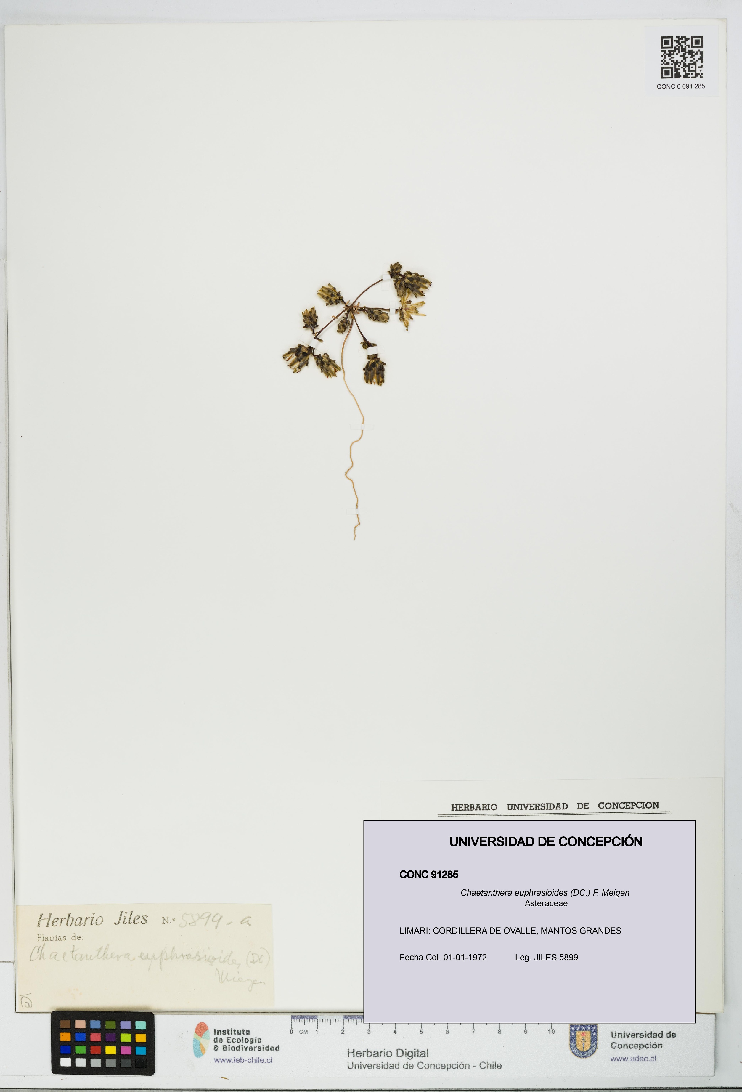 Chaetanthera euphrasioides [Espécimen: UDEC:CONC:0091285]
