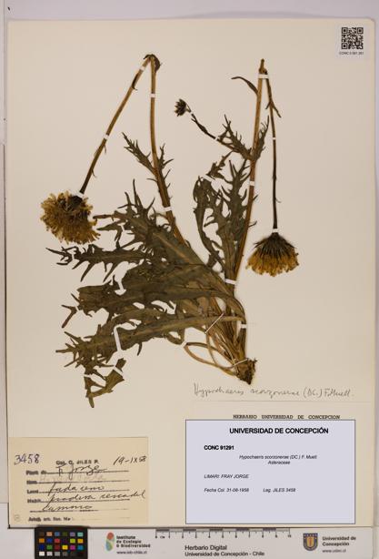 Hypochaeris scorzonerae [Espécimen: UDEC:CONC:0091291]