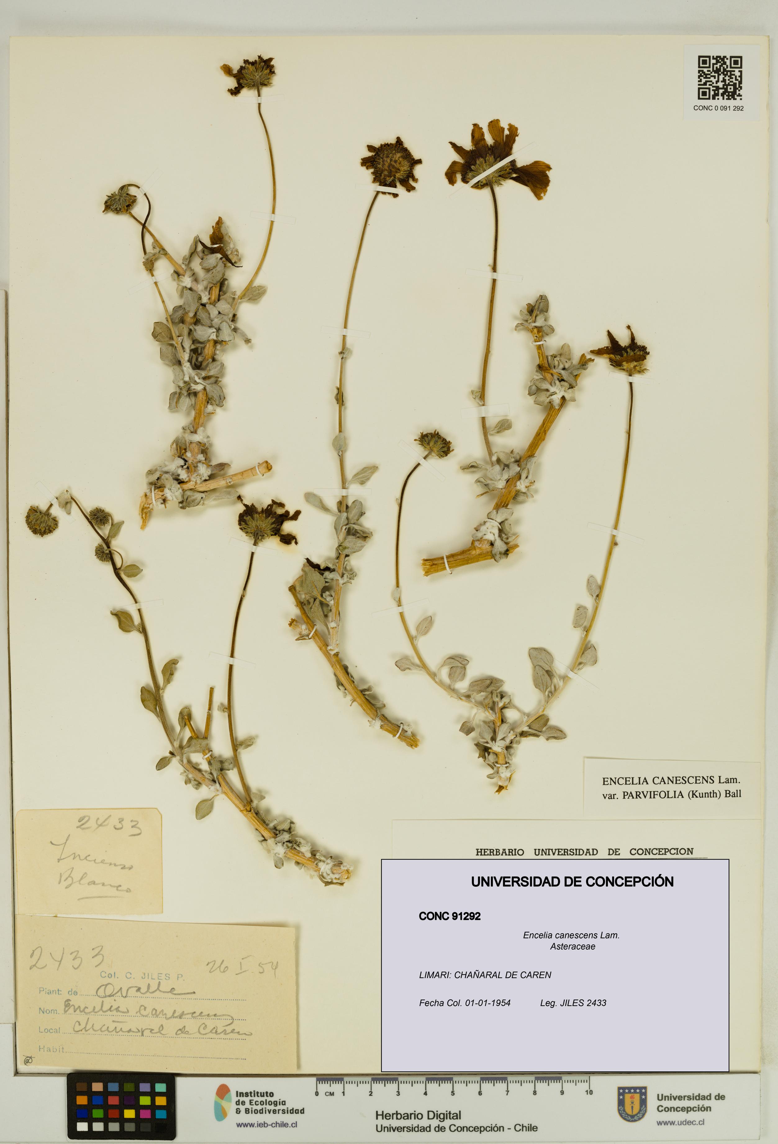 Encelia canescens [Espécimen: UDEC:CONC:0091292]