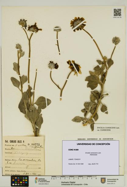 Encelia canescens [Espécimen: UDEC:CONC:0091293]