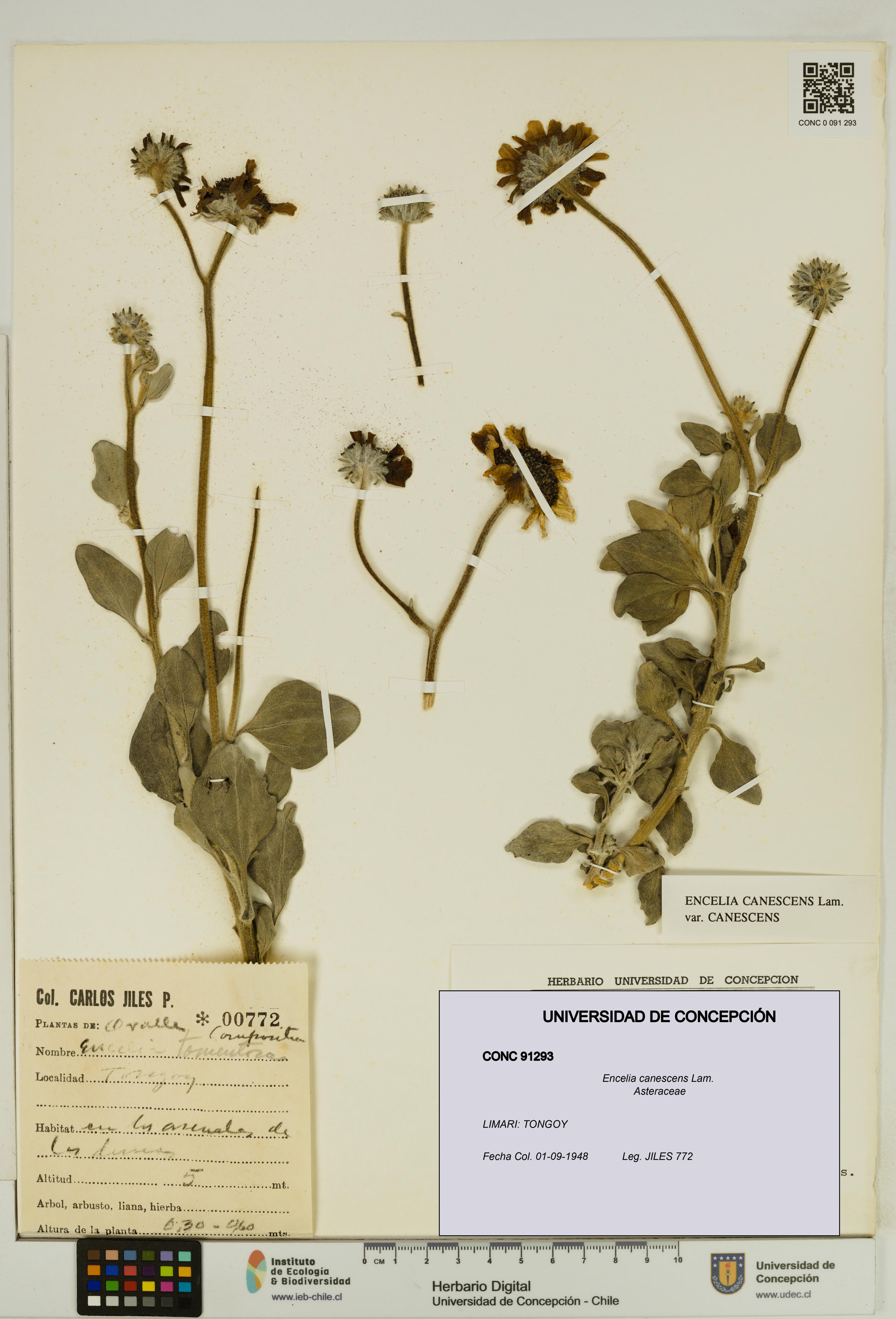 Encelia canescens [Espécimen: UDEC:CONC:0091293]