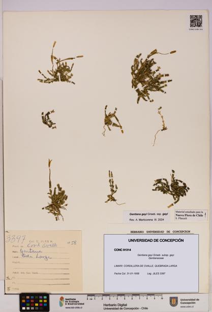 Gentiana gayi [Espécimen: UDEC:CONC:0091314]