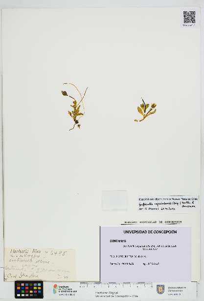 Gentianella coquimbensis [Espécimen: UDEC:CONC:0091315]