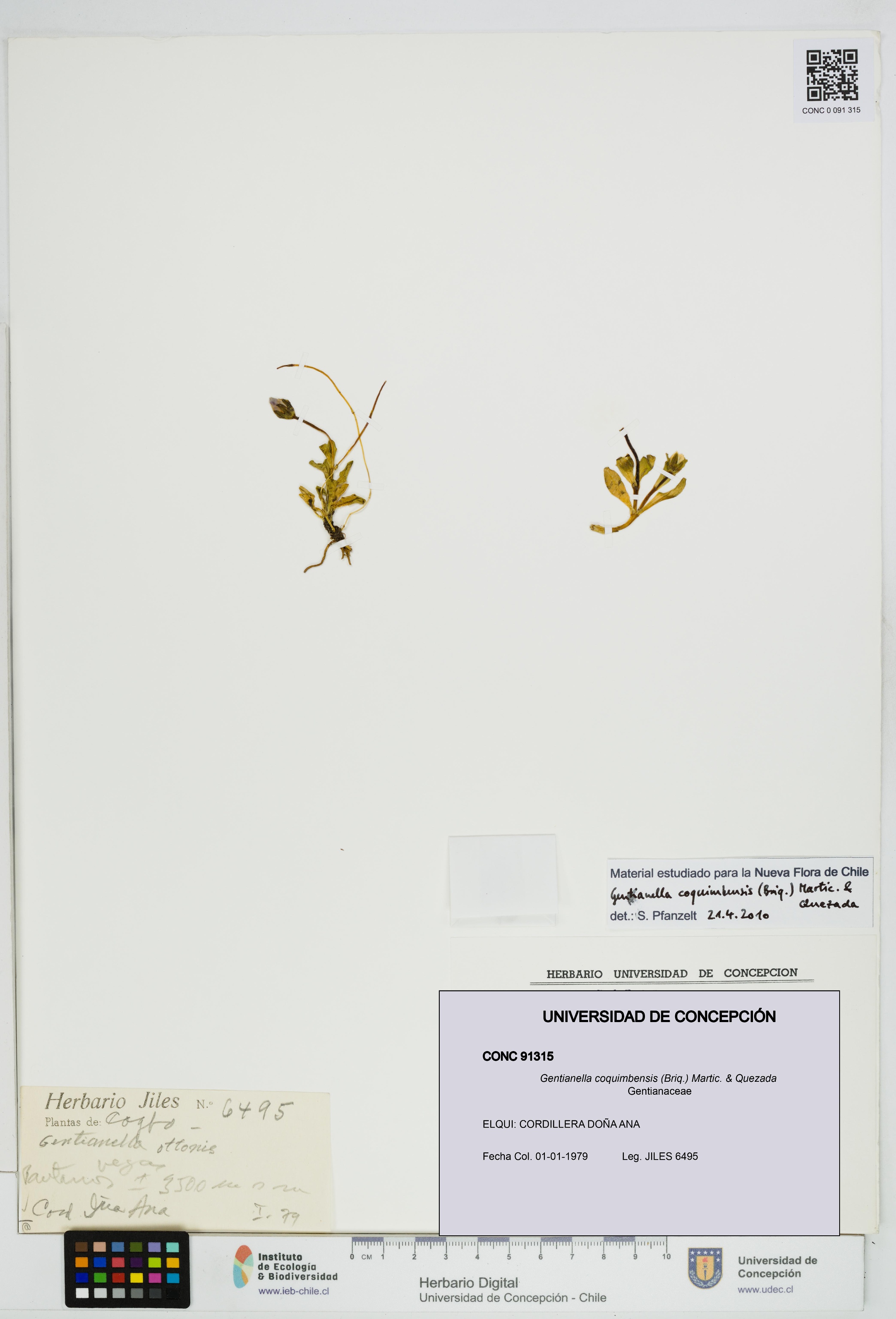Gentianella coquimbensis [Espécimen: UDEC:CONC:0091315]