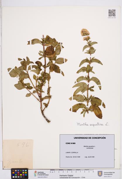Mentha aquatica [Espécimen: ]